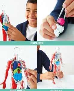 Discovery - Toy Anatomy Human Kit Glow in the Dark 28pc